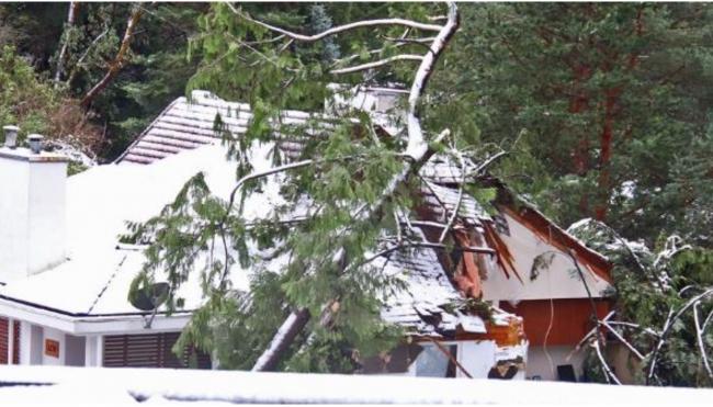 后院大树倒塌压坏邻居家房子，BC业主被判赔4600