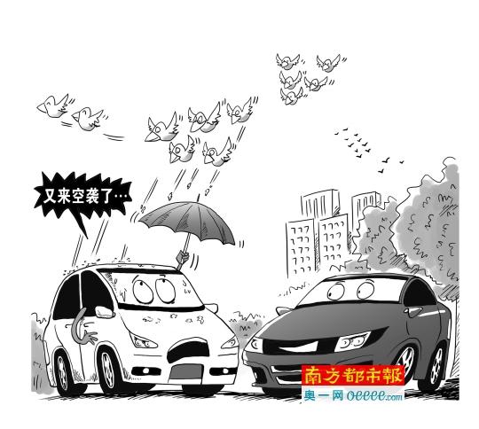 鸟儿喜欢往白色汽车顶拉粪 专家:确有此事
