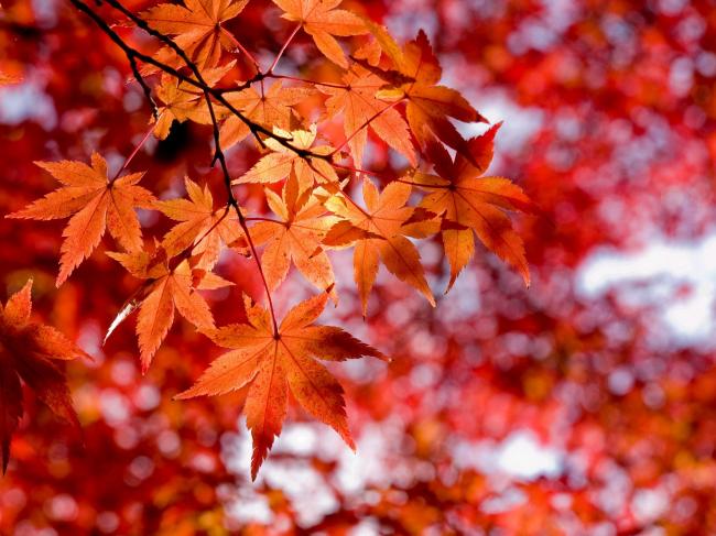 maple-leaves.jpg