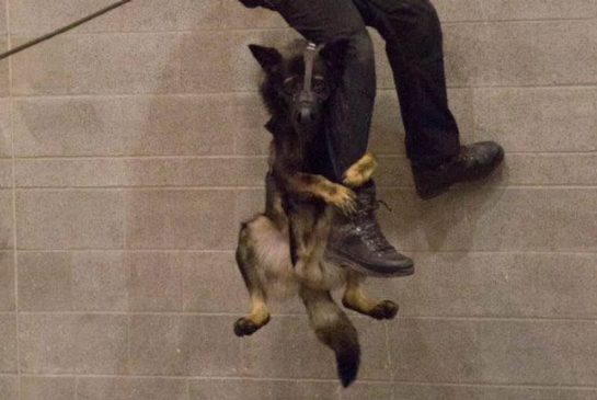 police-dog.jpg.size.xxlarge.promo.jpg