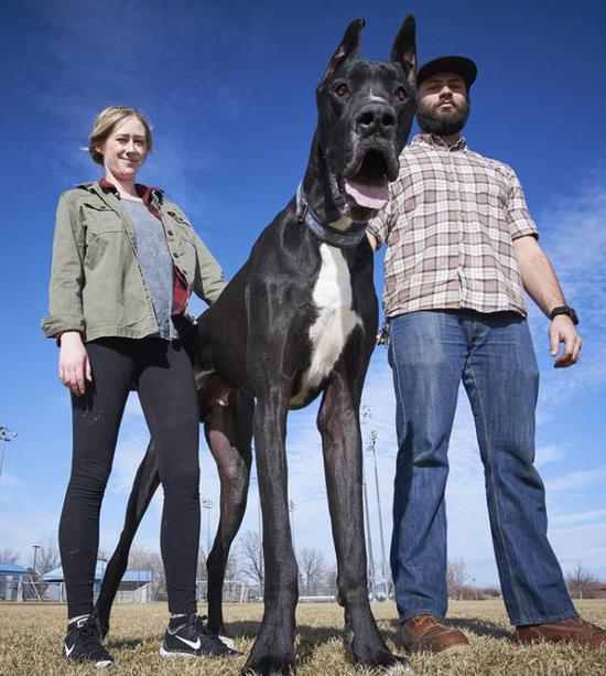 美国巨犬身高2.1米,庞大的它其实萌萌哒~