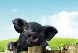 险些被英国人吃绝的神兽..养一头你就感觉同时拥有了猪羊狗..
