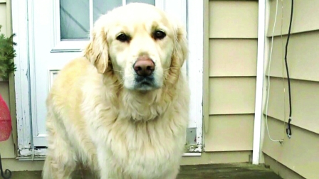 _21_barking dog.jpg
