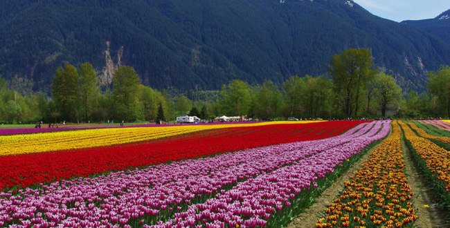 agassiz-tulip-festival-2015-11-984x500.jpg