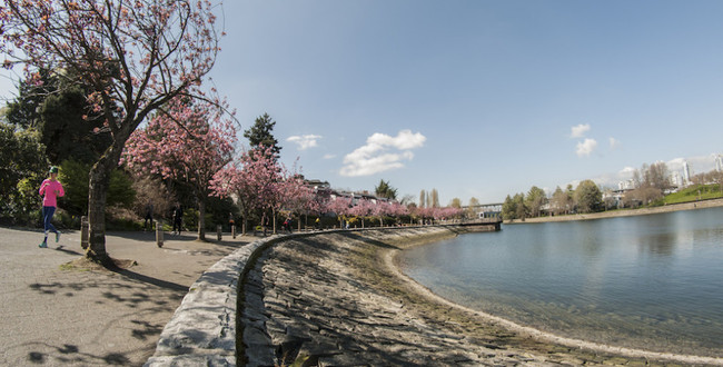 vancouver-seawall-cherry-blossoms-false-creek-984x500.jpg