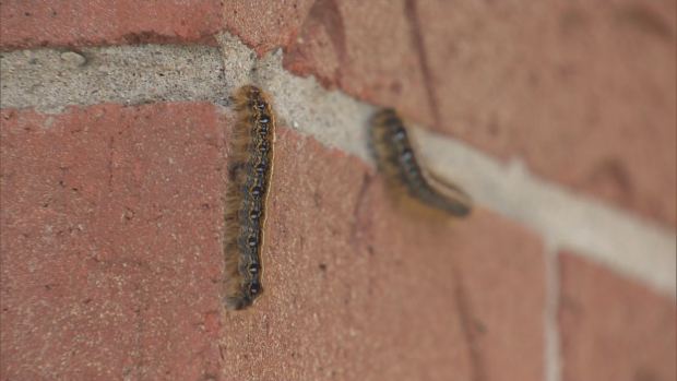 Caterpillars