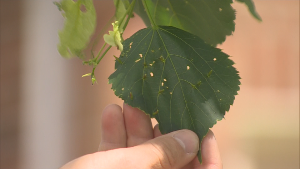 Caterpillars-leaves