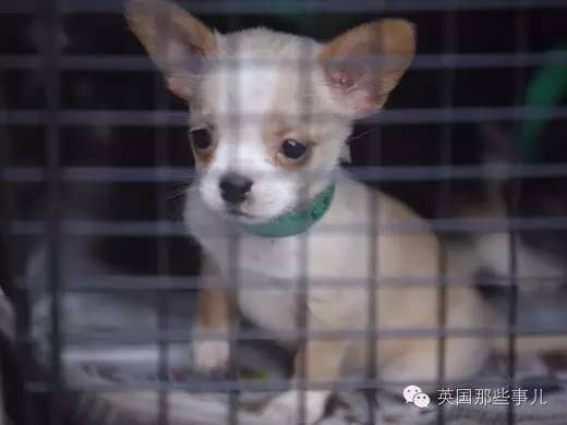 囤积癖夫妇囤了276只汪,营救时竟出动防化军团?
