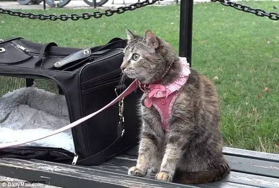 当孩子、猫、狗同时流落街头，美国人先救谁？