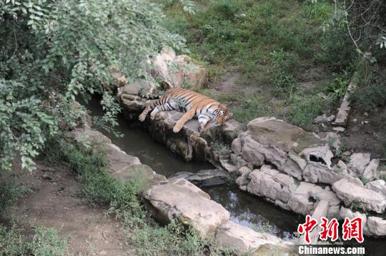 目前公园只有一只虎留在猛兽区，其它虎均被圈进圈舍。　张瑶摄