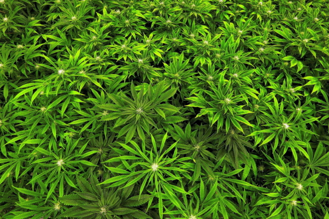温哥华东区一间药用大麻店与一间学校相隔一个屋段,不过市政府不会干预。 (美联社)