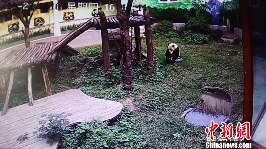 闯入动物园笼舍的男子被大熊猫扑倒按压。　南昌市动物园摄