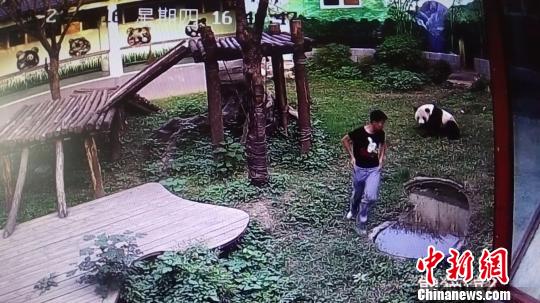 挣脱大熊猫按压的男子提起裤子仓惶而逃。　南昌市动物园摄