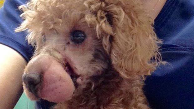 toronto-abused-dog-frankie.jpg