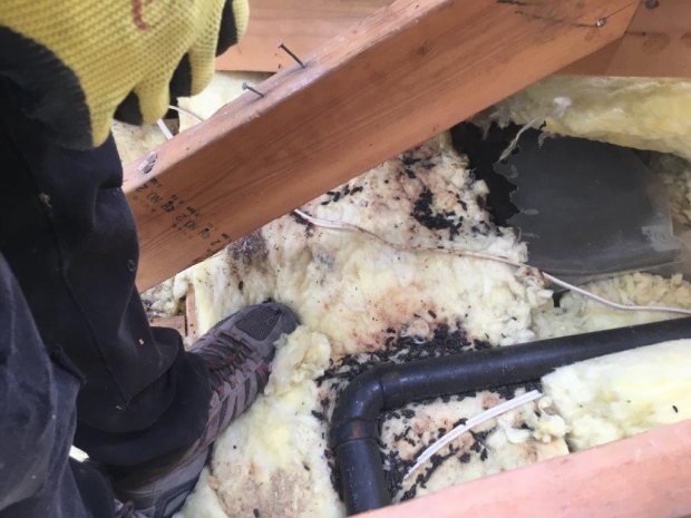 Rat droppings