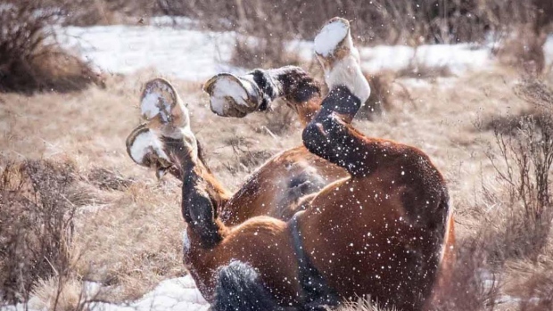 Wild horses near Rocky Mountain House put on quite the show for one Alberta photographer. (Rick Price Photography)