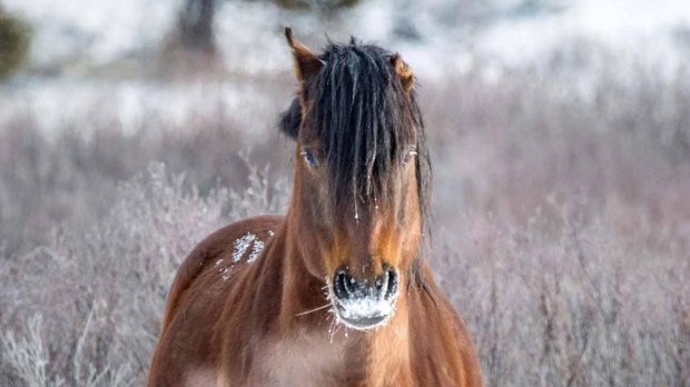 horses rick price