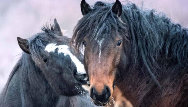 horse kiss