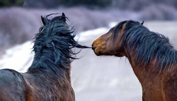 horse chewing mane