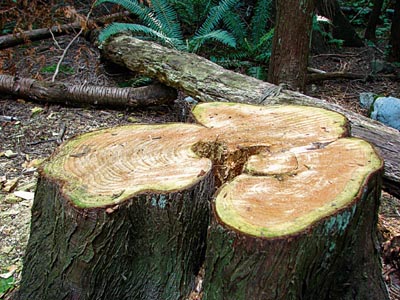 Pdyf0__img201102130654000.jpg
