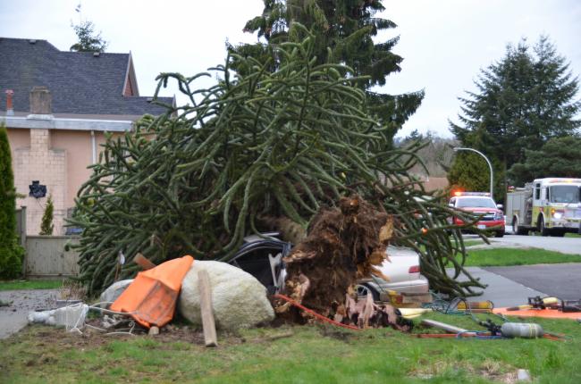 tree.jpg