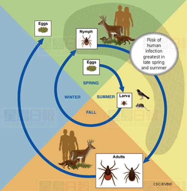 lyme-disease.jpg