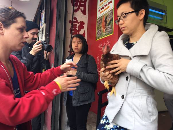 美国动保人士去华人鸡铺救鸡 被控偷鸡