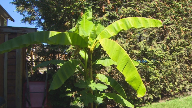 Wide shot of Antonio Zullo banana plant