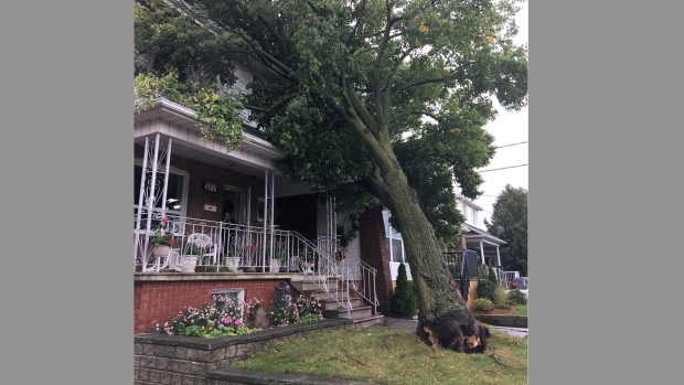 Tree down