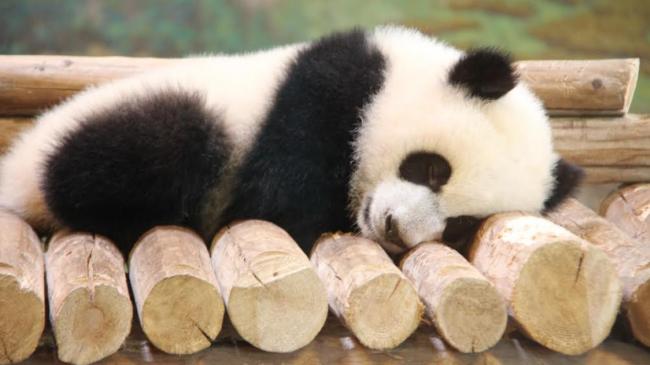 baby-panda.jpg