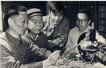△早期袁隆平与助手李必湖(左三)等在实验室(图片来源于网络)