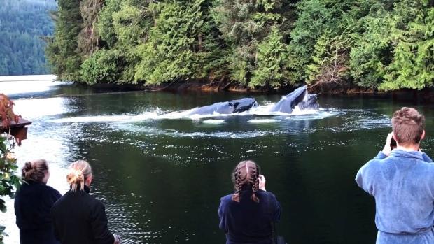 humpback whale