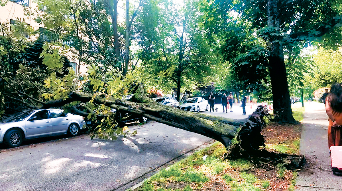 ■温市中心西端周五再发生大树倒塌事件，两部汽车遭压毁。CTV