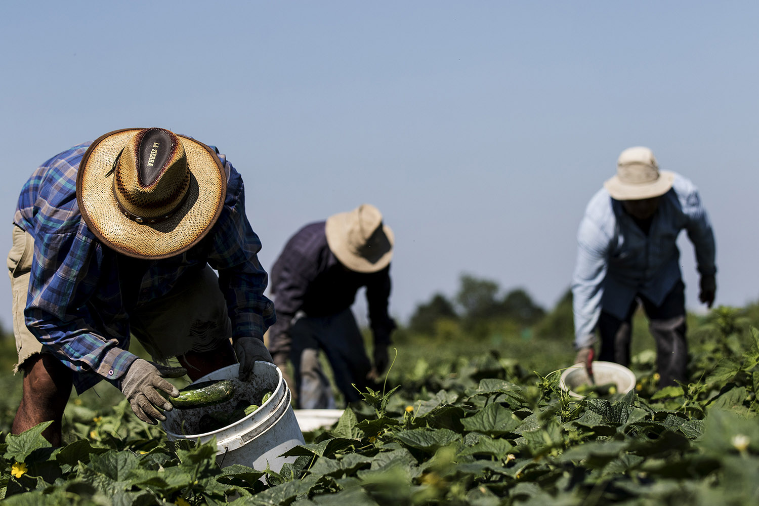 临时外劳签证多数发给了农业工人。  网上图片