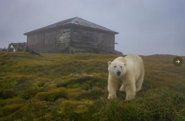 北极熊占领废弃岛屿 并搬进了空房子里生活