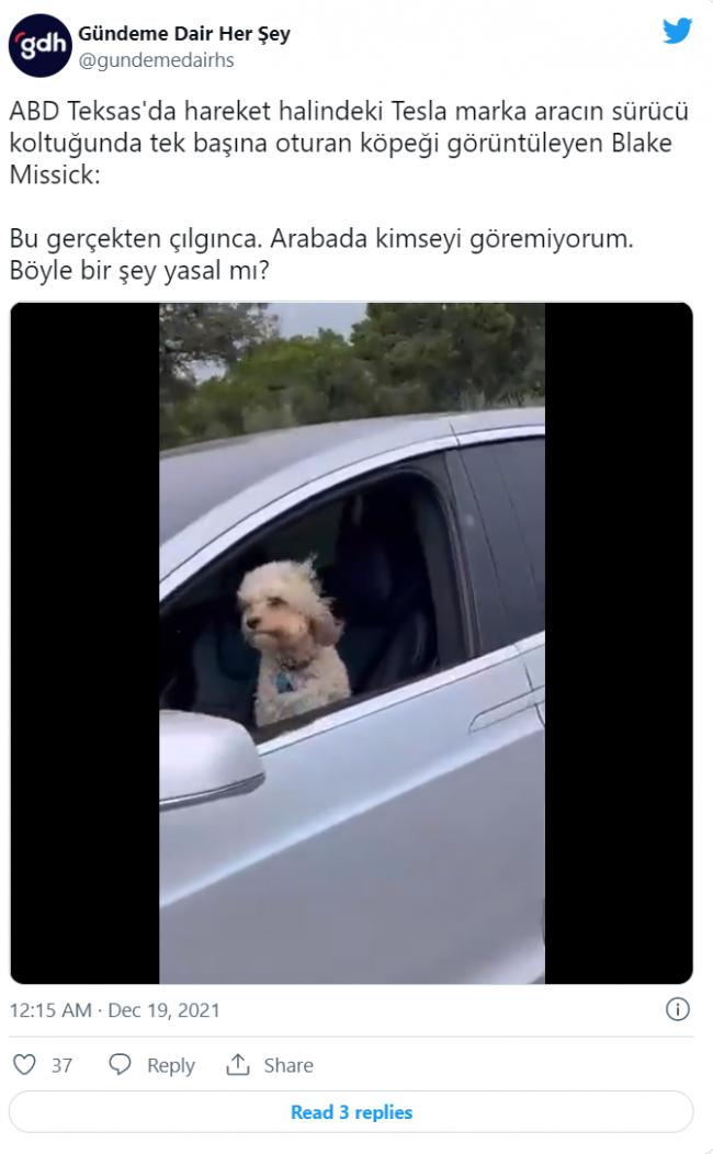 特斯拉一路狂飙驾驶竟是狗狗 真相反转超傻眼