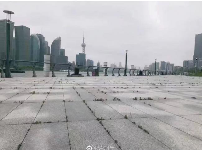 疯传外滩已长草百年不遇 他们连夜去看了看
