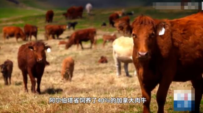 挣得多花得少！阿尔伯塔强挖大温年轻人，去吗？