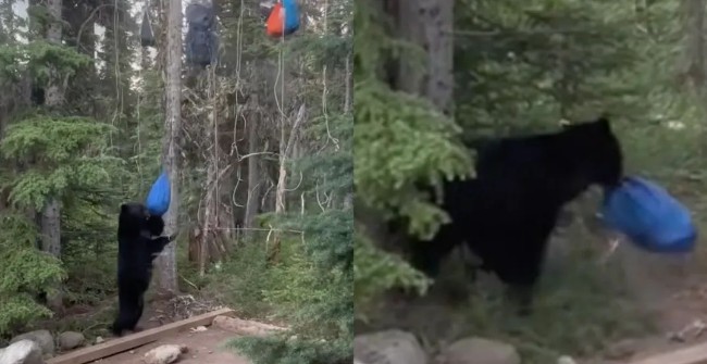 惊险！BC徒步胜地惊现黑熊偷包 登山客全吓傻