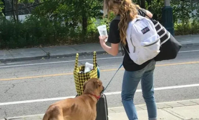 Man seeks answers after dog is killed in Parkdale park - Ontario News