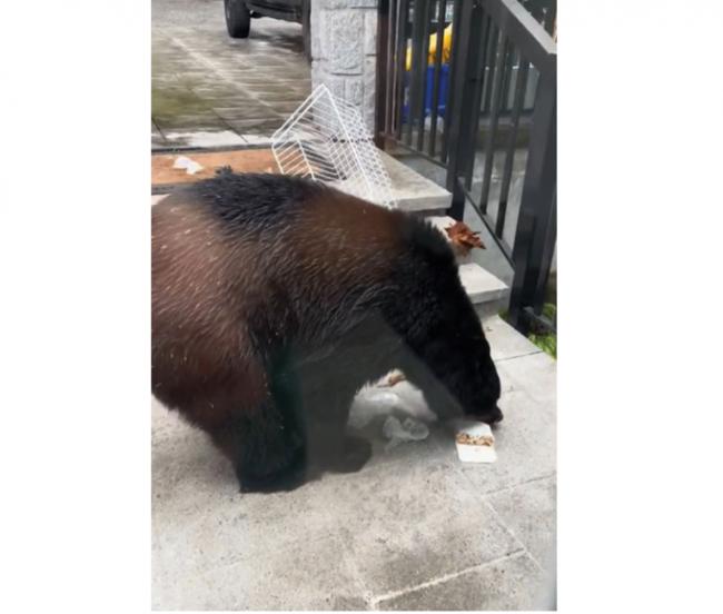 擅闯民居开冰箱取食物 北温黑熊遭保育官射杀