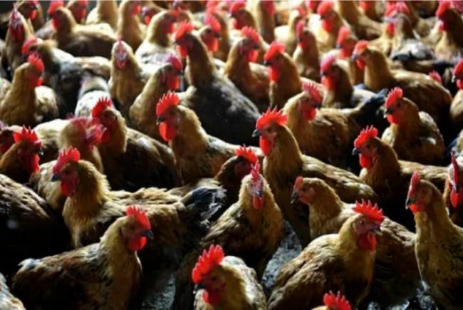 最大规模禽流感：鸡肉鸡蛋恐飙价！已现禽传人