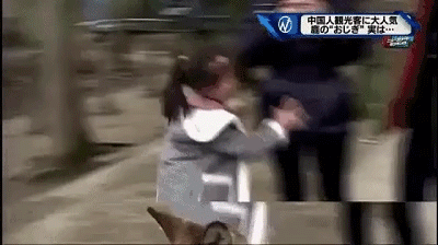 野性！小鹿在市中心追着人咬 女子被熊咬成重伤