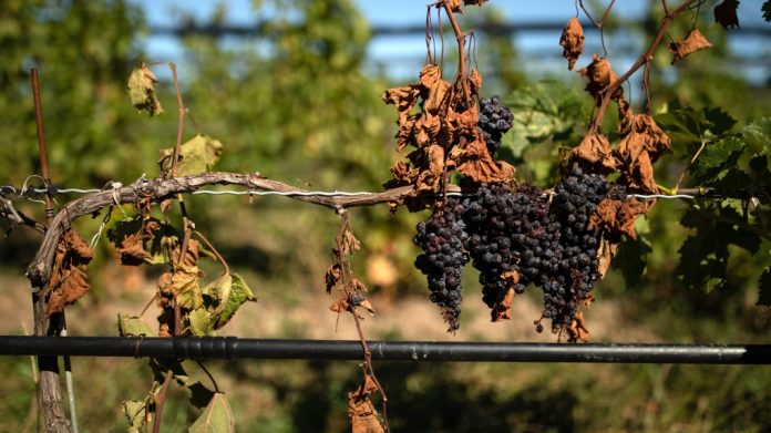 damaged-grapevines-in-ontario-1-6117463-1666275849217.jpg 图片