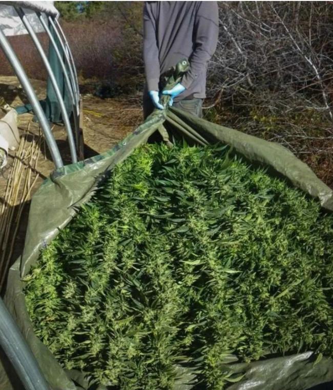 大麻农场枪杀同胞命案：他偷渡美国 却无辜惨死