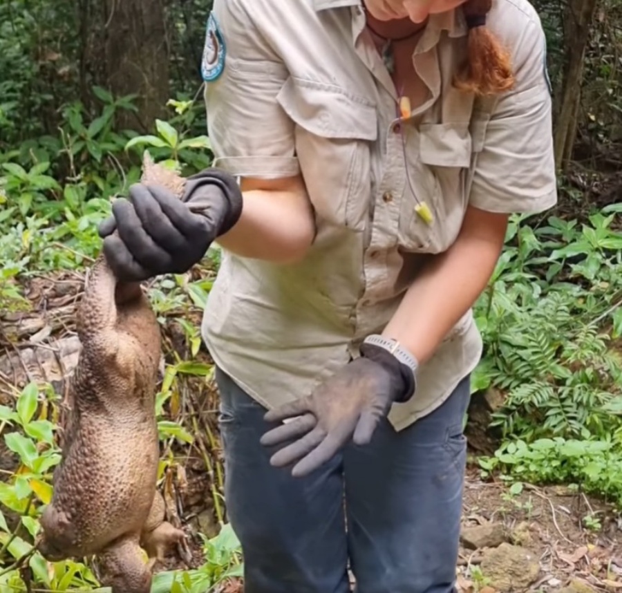 海蟾蜍可以吃掉昆虫、爬虫类和小型哺乳类。twitter