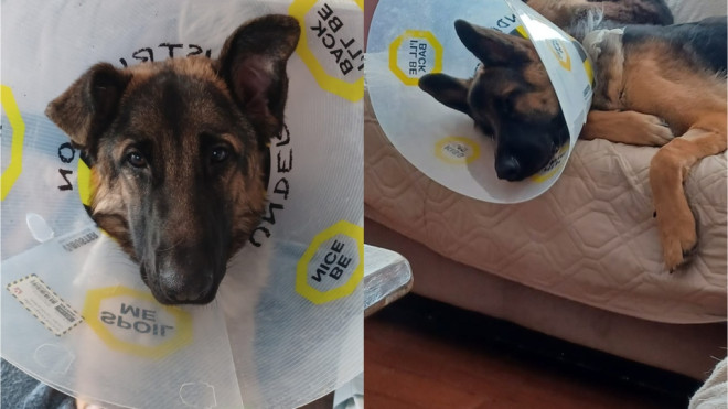 Ontario woman warns of cheap pet toy after $8,100 dog surgery | CTV News