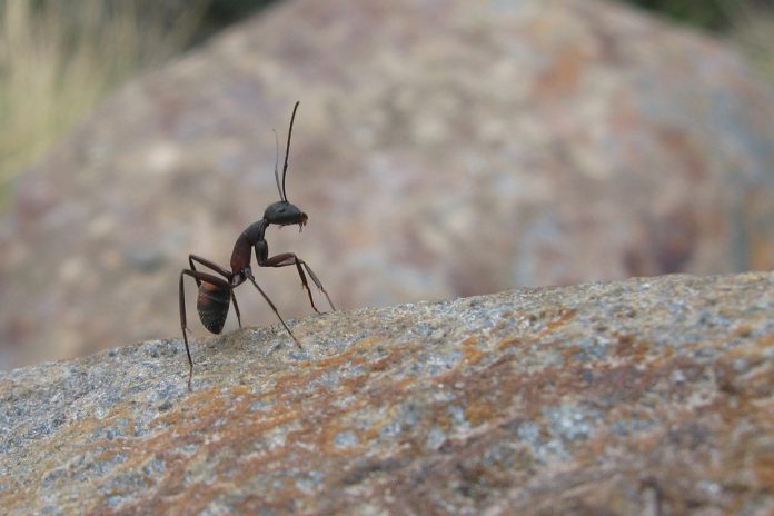 ant-697329_960_720.jpg 图片