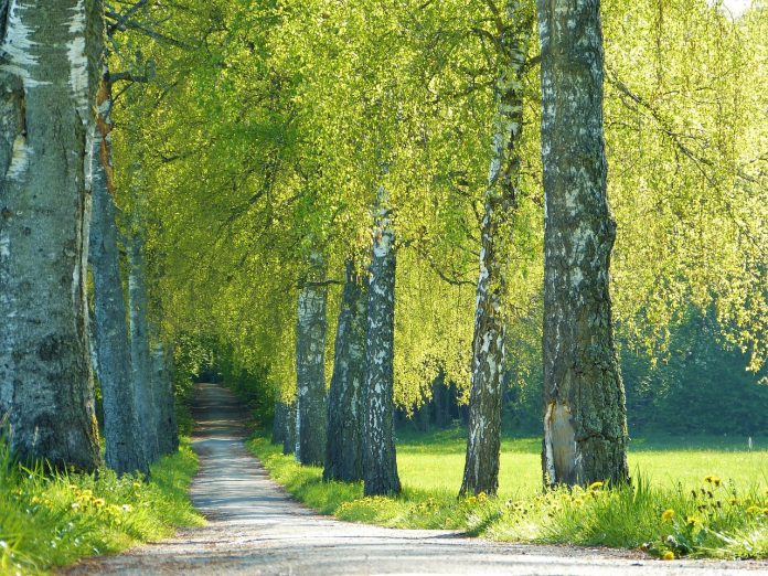 trees-geb163b191_1280.jpg 图片
