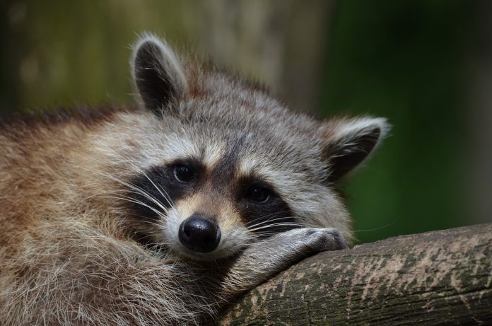 raccoon-365366_1280.jpg 图片